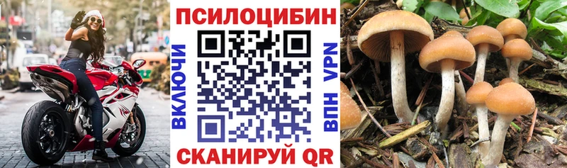 купить закладку  Новозыбков  Галлюциногенные грибы GOLDEN TEACHER 